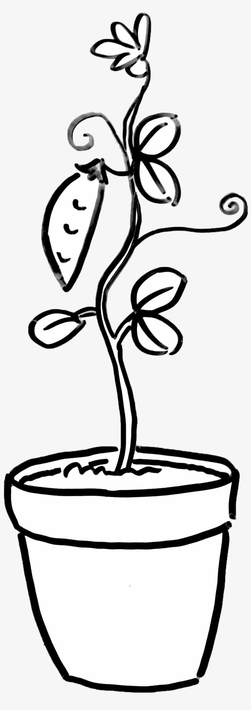 Plant Potted Houseplant Growing Garden Sprouting Dayna - Flowerpot, transparent png download