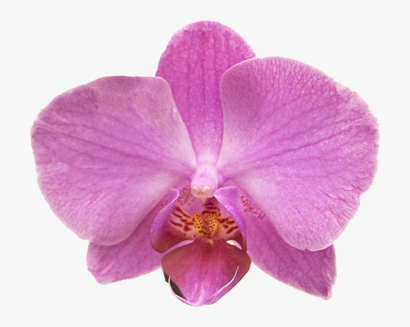 Intermediate Interaction Design Demo Parallax Scrolling - Orchids, transparent png download