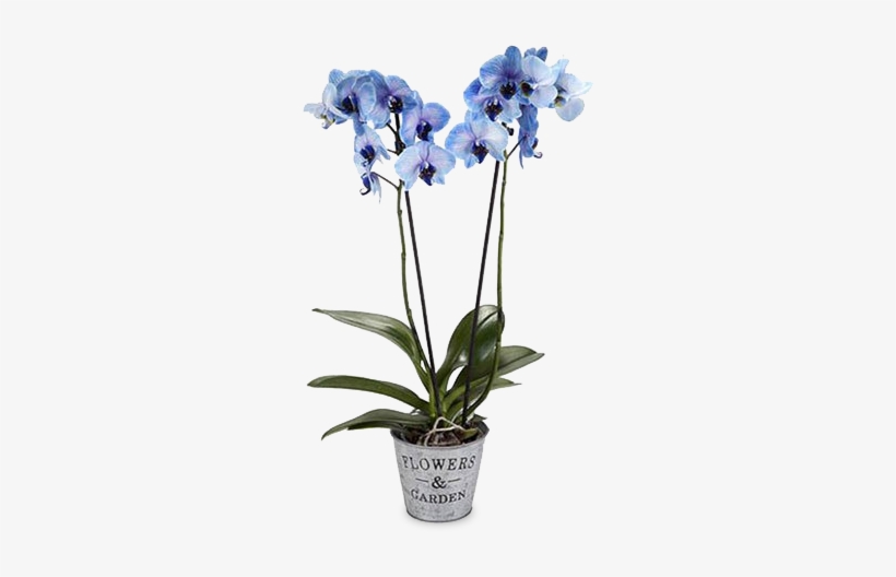 Blue Orchid - Blaue Orchidee, transparent png download