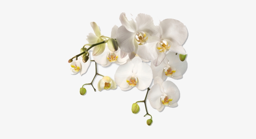 New Jersey Association Of Women Therapists - White Flower Png Corner, transparent png download