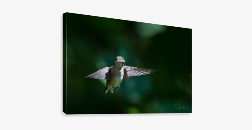 Colibri Art - Flickr, transparent png download