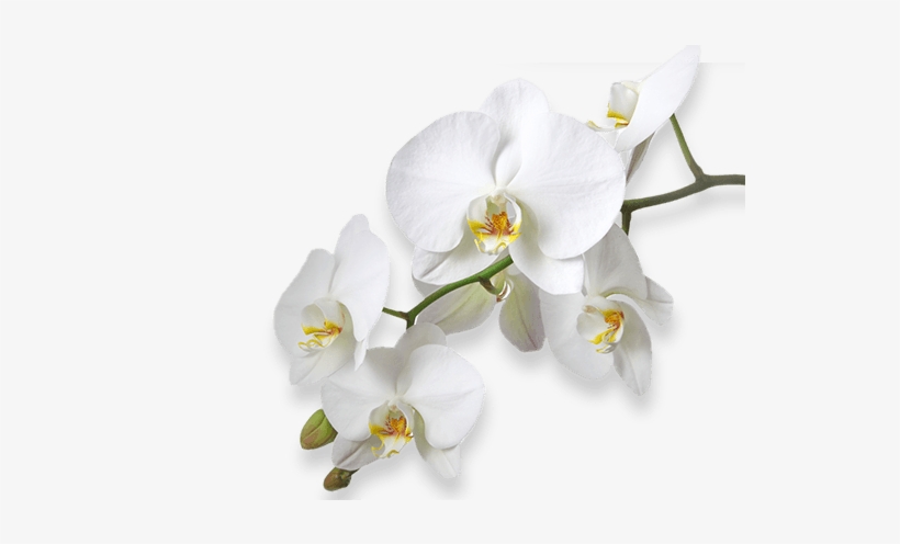 Flower - Storczyki Bia E Fototapeta, Tapeta, (312 X 219 Cm), transparent png download