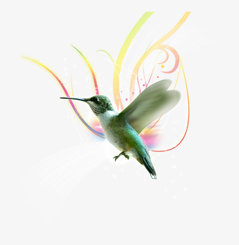 Porque Cada Vez Que Te Acercas A Mi Solar - Bird, transparent png download