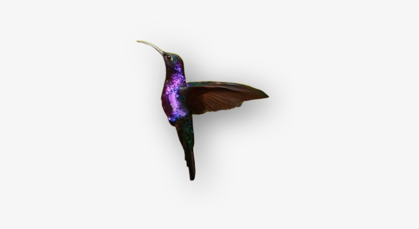 Fundamentos - Mejor Foto Colibri, transparent png download