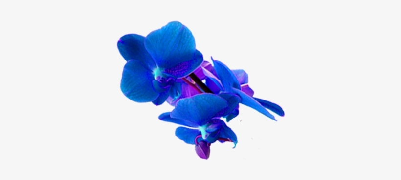Spa Days From £99 - Blue Orchid Flower Png Hd, transparent png download