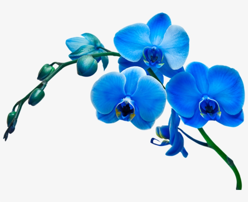 0 Af0ee Fc9df3d8 Xl - Orchid Flower, transparent png download