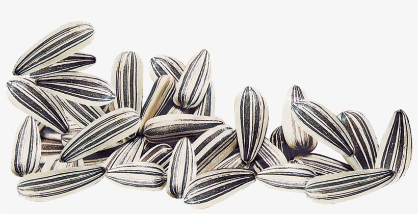 Pumpkin Seed Clipart Black And White - Sunflower White Seeds Png, transparent png download