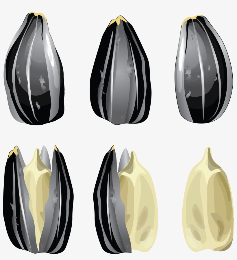 Sunflower Seeds Png Image - Seed Vector, transparent png download