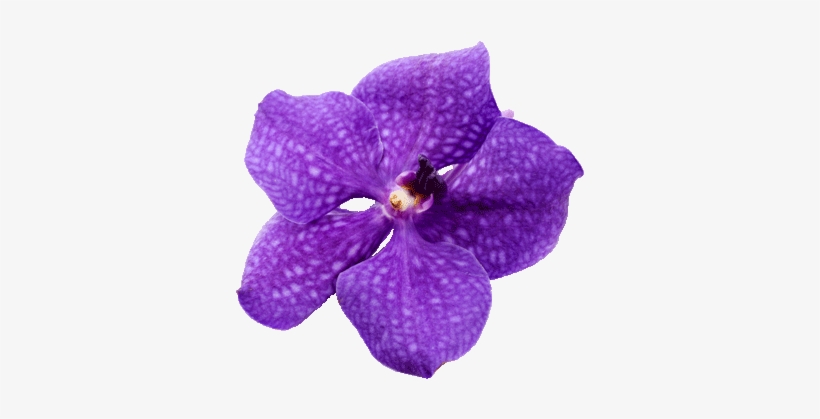 Costa Rica Sloath Costa Rica Waterfall Costa Rica Destination - Costa Rica National Flower Png, transparent png download