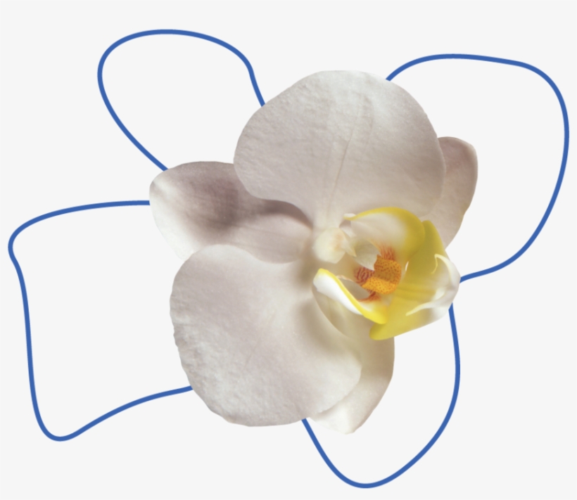Flower, transparent png download