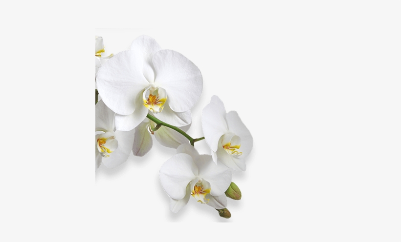 Flower - Rouwkaart Voorbeeld, transparent png download
