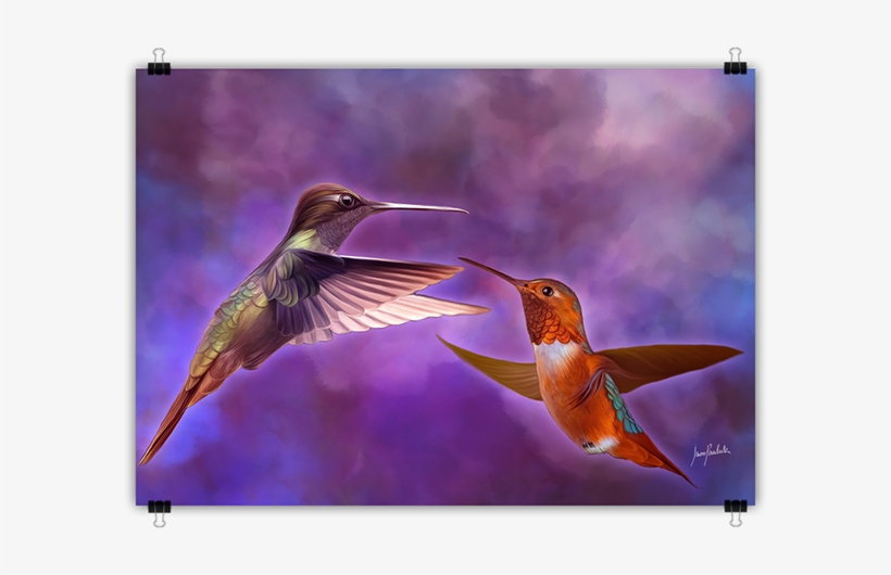 Ivan Pawluk - Rufous Hummingbird, transparent png download