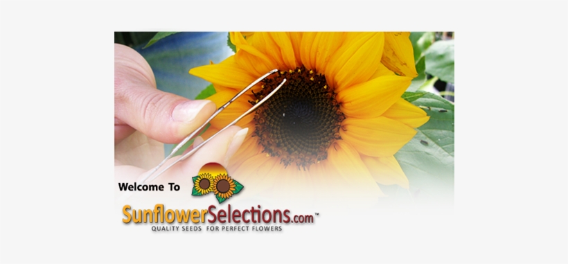 Sunflower, transparent png download