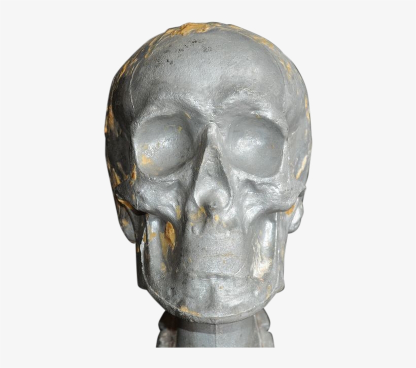 Forensic White Metal Skull Model - Bronze Sculpture, transparent png download