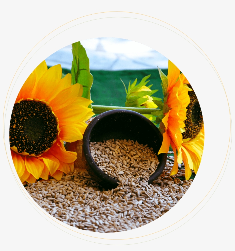 Sadina Sunflowers And Kernels - Sunflower, transparent png download