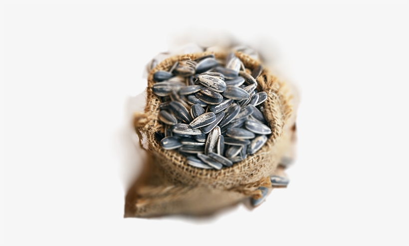 Найти - - Sunflower Seed, transparent png download