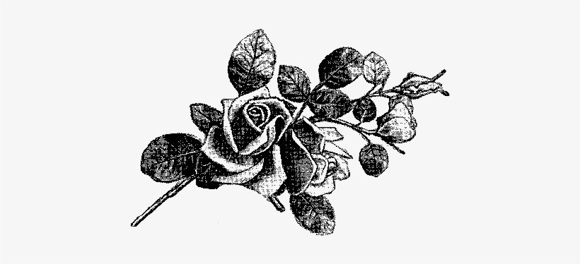 Next To Hydrangeas, Roses Are My Favorite Flower - Illustration, transparent png download