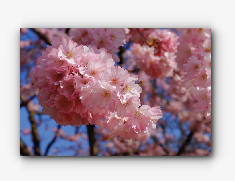 I'll Just Buy My Canon 80d - Cherry Blossom, transparent png download