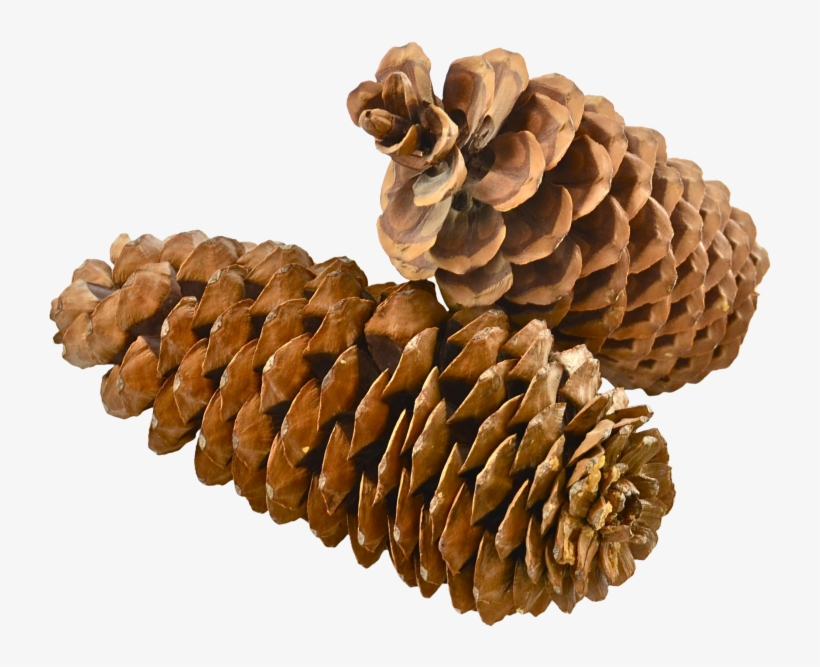 Pine Cone - Portable Network Graphics, transparent png download