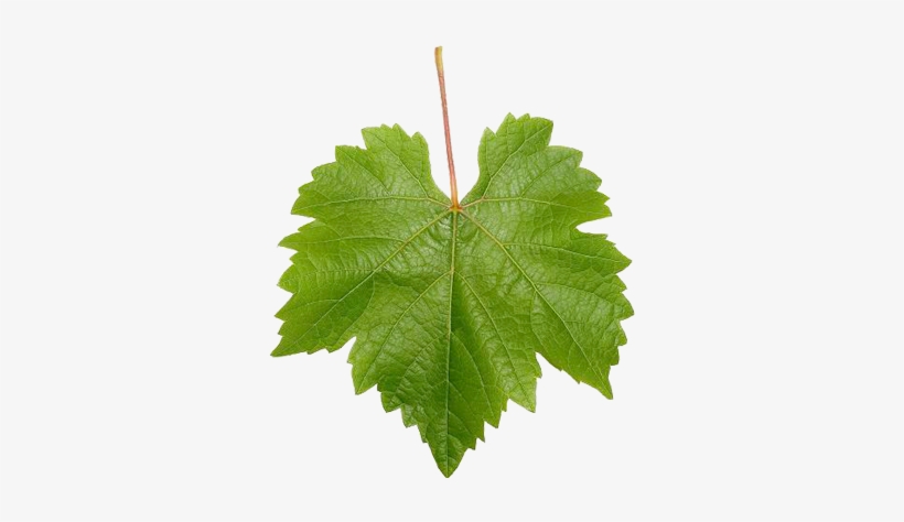 Leaf Vine Png Wine Grape Leaf Wine Blog » Blog Archive - Grape Vine Leaf, transparent png download