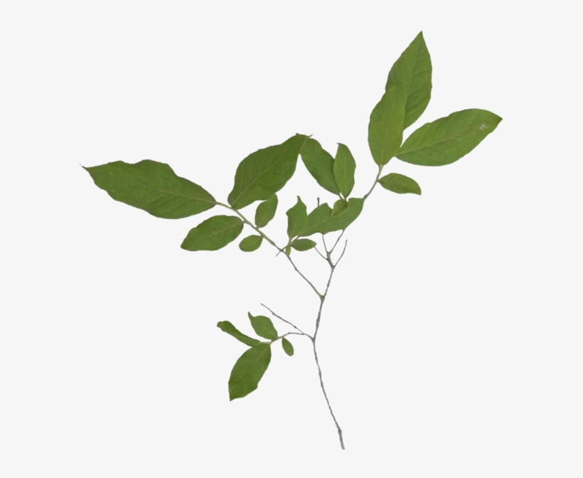 Texture Mapping, transparent png download