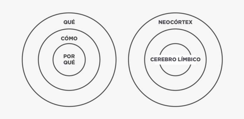 Start With Why Sinek Circulo Cerebro Limbico - Horizon Observatory, transparent png download