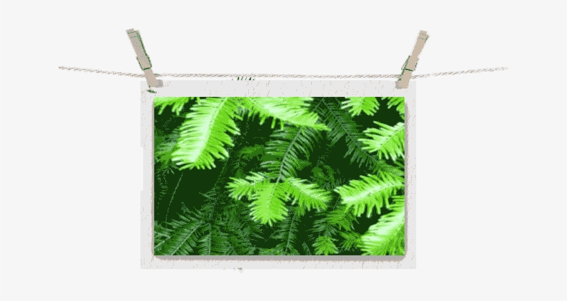 Grand Fir Branch - Ostrich Fern, transparent png download