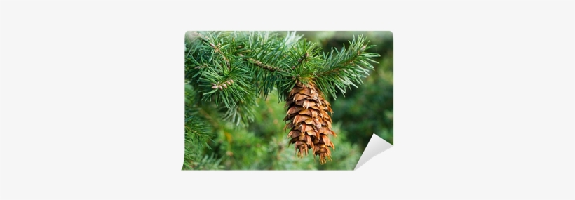 Pseudotsuga Menziesii, transparent png download