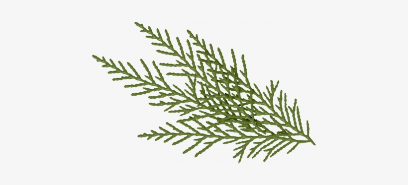Green Pine Branch Graphic By Sheila Reid - Christmas Day, transparent png download