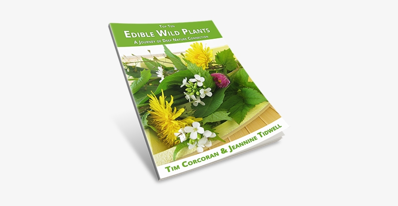 Eating Wild Is Much More Than Just Learning A Few Plants - Camomile, transparent png download