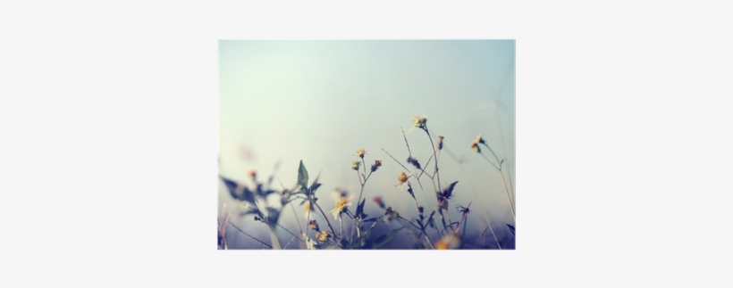 Vintage Photo Of Nature Background With Wild Flowers - Flower, transparent png download