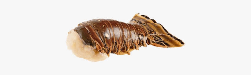 12/14 Rock Lobster Tail - Gram, transparent png download