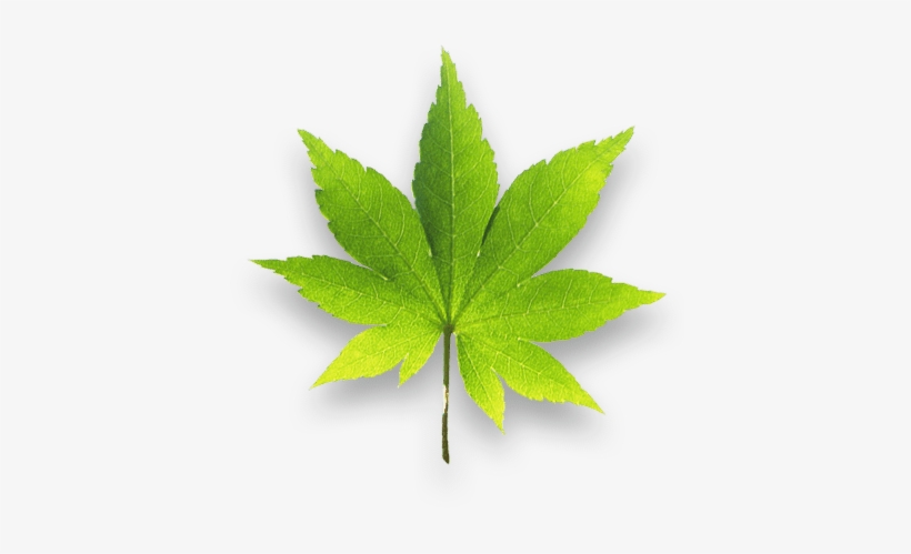 Biology Plants Png, transparent png download