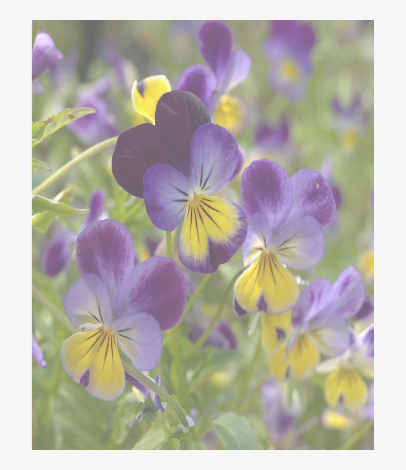Purple And Yellow Bedding Plants, transparent png download