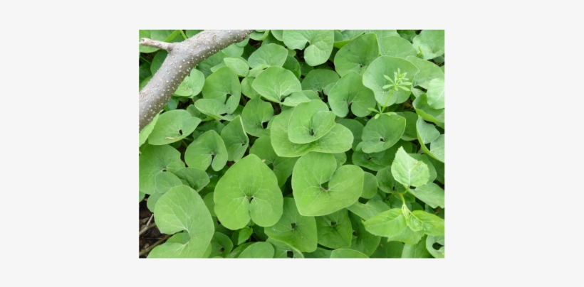Wild Ginger - Asarum Canadense Seeds Ants, transparent png download
