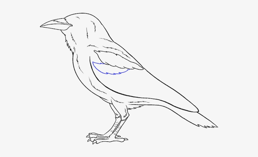 How To Draw Raven - Drawing, transparent png download