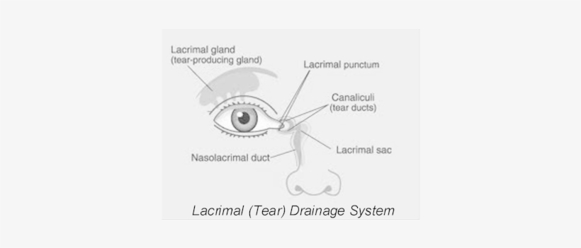 Lacrimal Drainage System Diagram 2 Resized - Anatomy Of Eye Duct, transparent png download
