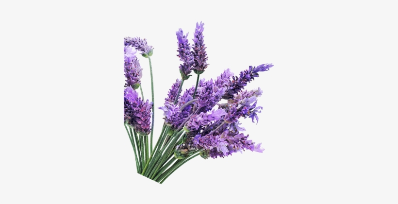 Description - Goayur Lavender Post-stretch Marks Kit, transparent png download