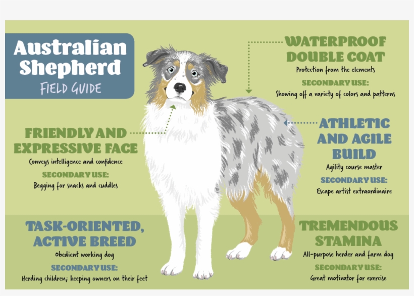 Australian Collie, transparent png download