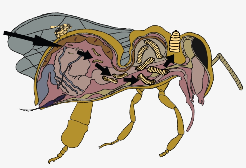 Click Here To Download The Image In Vector Format - Illustration, transparent png download