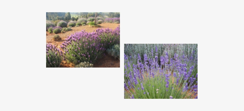 Email Us Today - English Lavender, transparent png download