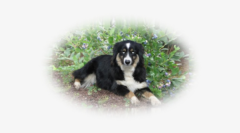 Miniaussiepuppies Wellcminiaussies Breeder - Blueberry Vaccinium Corymbosum Blueberry 'bluecrop', transparent png download