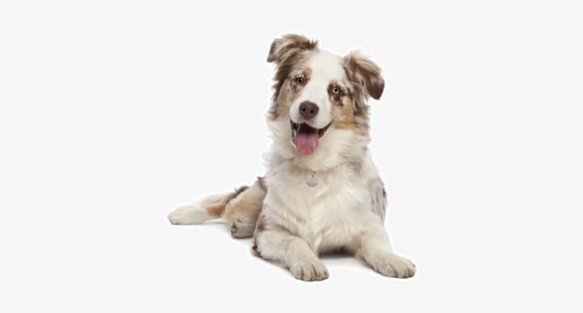 looking for australian shepherd puppies