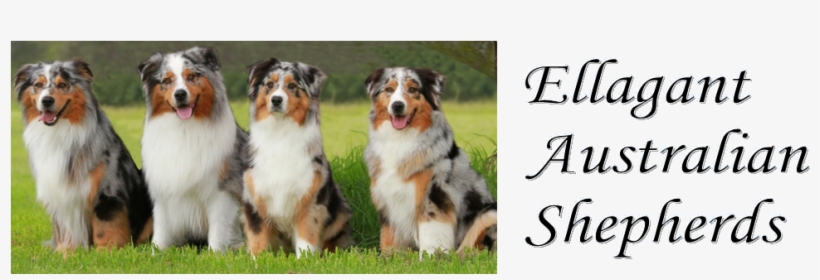 Ellagant Australian Shepherds - Sunna Of The Apostles, transparent png download