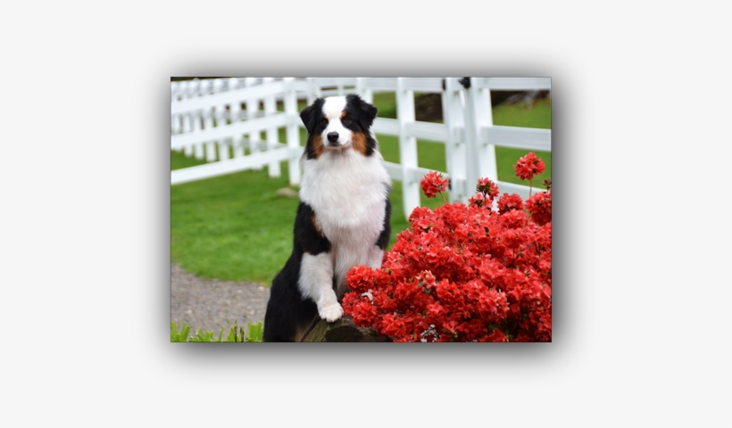 Asca Ch /akc Gch Pacific's Promenade - Australian Shepherd, transparent png download