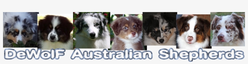 Dewolf Aussies - Sales, transparent png download