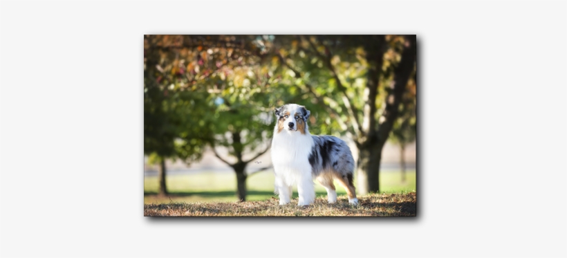Family - - Australian Shepherd, transparent png download
