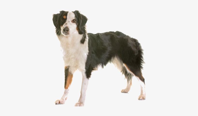 While Miniature American Shepherds May Be Only Half - Australian Shepherd Tri Color Skinny, transparent png download