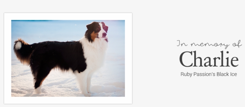 All Content & Images Copyright © 2018-2019 Chaspades - Australian Collie, transparent png download