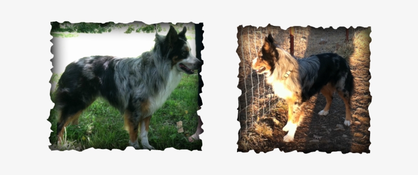 Picture - Australian Shepherd, transparent png download